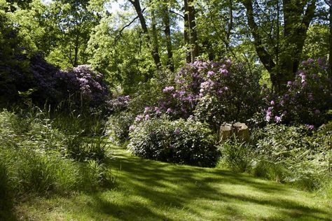 10 Shade Garden Ideas to Steal from an English Woodland English Woodland, Shade Garden Ideas, Water Garden Ideas, Zen Backyard, Dream Backyard Garden, Shade Garden Design, Flower Garden Plans, Garden Boxes Diy, Backyard Garden Diy