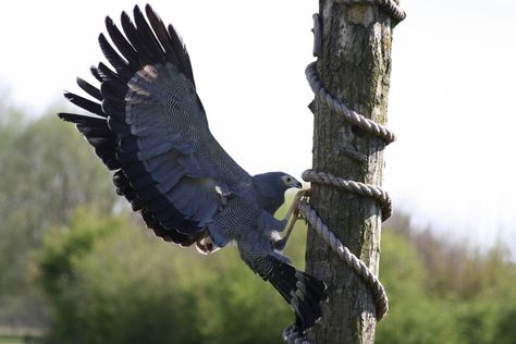 African Harrier Hawk - ZooChat Harrier Hawk, The Birds Of Prey, South African Birds, African Birds, Birds Of Prey, The Birds, South African, Bald Eagle, Birds