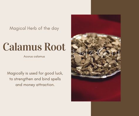 Calamus Root is used for good luck, to strengthen and bind spells, and money attraction. Feminine/Moon/Water Calamus Root Magic, Calamus Root Magical Properties, Calamus Root, Flower Healing, Magickal Correspondences, Healing Flowers, Money Attraction, Flower Magic, Magickal Herbs