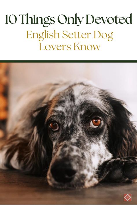 Fall in love with English Setters all over again with these 10 fascinating facts! Known for their elegant looks and gentle nature, English Setters have a rich history and unique traits that make them stand out. Discover what makes this dog breed so special, from their ancient origins to their unexpected love for water.