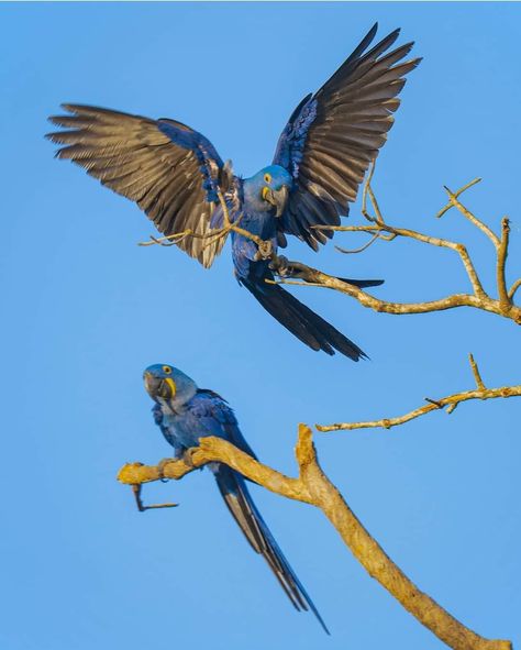 Macaw Flying, Parrot Flying, Hyacinth Macaw, Bird Breeds, Blue Macaw, Macaw Parrot, Endangered Species, School Art, In The Wild