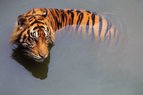 @sineadamber Tiger In Water, Sumatran Tiger, Cat Reference, Tiger Art, Pretty Animals, A Tiger, Wildlife Animals, Cute Creatures, Nature Animals