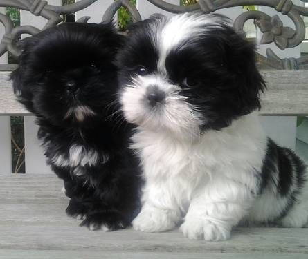 Shih Tzus are true companion dogs. Bred for centuries to be man’s best friend, it is no wonder that Shih Tzu puppies are amongst the most popular of toy breeds. Baby Shih Tzu, Perro Shih Tzu, Chien Shih Tzu, Shitzu Puppies, Shih Tzu Puppy, Shih Tzu Dog, Lhasa, Shih Tzus, Puppy Pictures