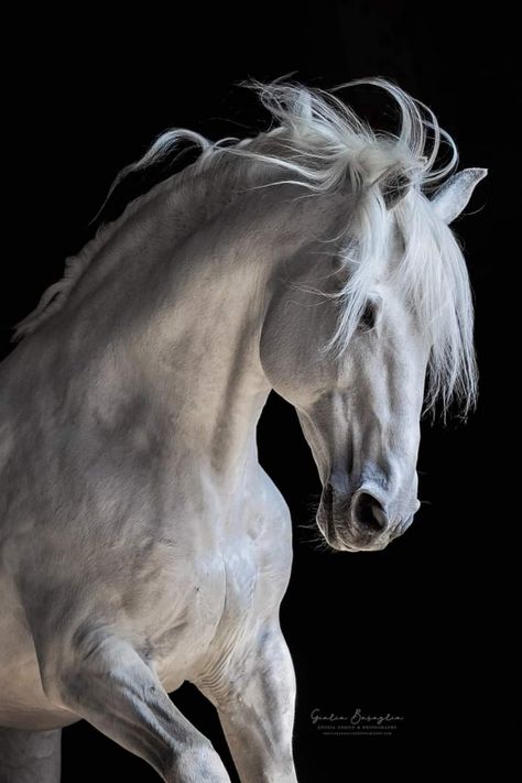 White Horse Photography, 3d Horse, Lusitano Horse, Pictures With Horses, Horse Art Drawing, Horse Inspiration, Horse Portrait, Horse Drawing, Horse Drawings