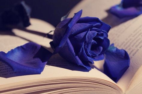 flowers, book, and rose image Blue Rose, Royal Blue, Blue, White, Black