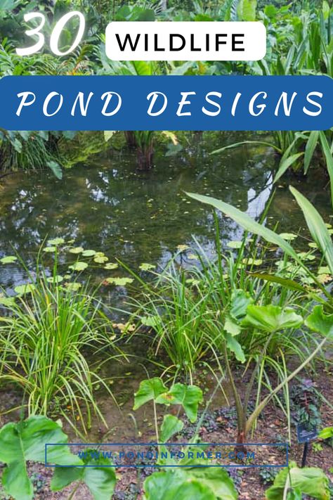 To successfully attract and support wildlife, your pond should include features that offer protection and shelter for various animals.  #WildlifePond #PondDesign #AnimalHabitat #WildlifeFriendly #OutdoorSpaces #GardenPond Small Wildlife Pond Ideas Uk, Wildlife Pond Ideas, Small Wildlife Pond Ideas, Natural Pond Landscaping, Natural Pond Ideas, Small Wildlife Pond, Pond Design Ideas, Wildlife Ponds, Nature Pond