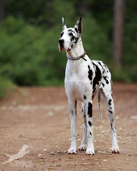 Great Dane Harlequin Great Dane, Great Danes, Great Dane, Puppies, Road, Black And White, Dogs, White, Black