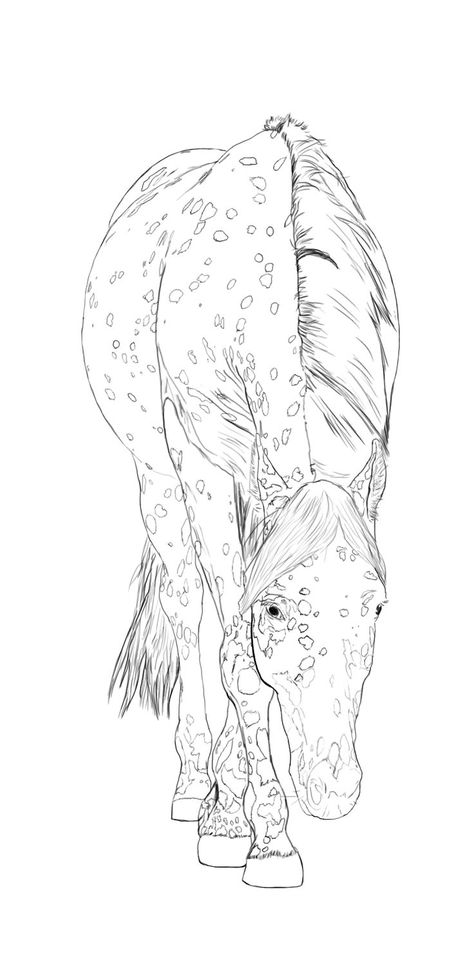 Horse Coloring Pages Appaloosa Horse Drawings, Horse Line Art, Horse Coloring Books, Leopard Appaloosa, Horse Art Drawing, Horse Sketch, Appaloosa Horse, New Drawing, Horse Coloring Pages