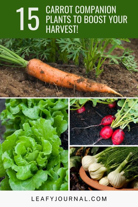 Discover the perfect carrot companion plants to supercharge your harvest and protect your precious crops from pesky pests! These 15 incredible plant companions not only enhance the growth and flavor of your carrots but also act as natural defenders against common garden invaders. Unleash the power of strategic plant partnerships and maximize your garden's potential with this must-have list of carrot companions! Carrot Companion Plants, Plant Companions, Companion Plants, Indoor Plant Care, Plant Health, Companion Planting, Ecosystem, Outdoor Plants, Plant Care