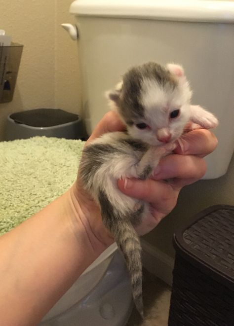 This is Phoebe, she’s a week old and she’s a little angle who likes to pretend she’s an evil raccoon. Evil Raccoon, Ferret, Kittens, Animals