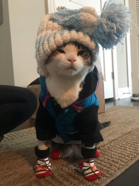 My cat enjoys the snow. We have to make sure shes warm! Cute Cats Dressed Up, Outfits For Cats, Cat In Clothes, Cats In Sweaters, Cat In The Snow, Cat In Snow, 2018 Aesthetic, Goofy Animals, Cat Pfps