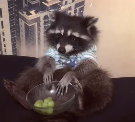 Trash Pandas, Pet Raccoon, Beautiful Scenes, Cute Raccoon, Raccoon Funny, Trash Panda, Baby Goats, Silly Animals, Racoon