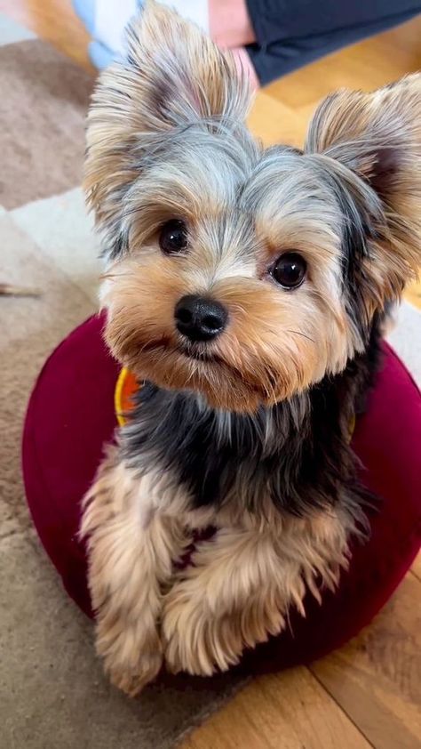 Top 6 Reasons to Own a Yorkie - The Flawed Treasure Yorkie Puppy Haircuts, Yorkie Puppy Cut, Yorkie Puppy Care, Yorkshire Terrier Grooming, Yorkie Painting, Yorkie Cuts, Dog Yorkie, Yorkie Haircuts, Dog Tattoo Ideas