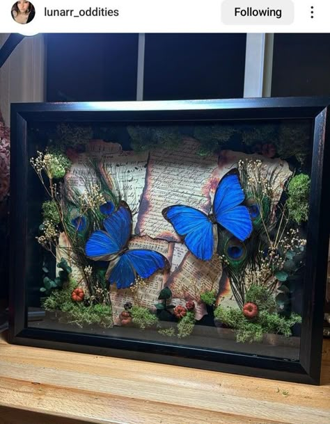 Butterfly Specimen Display Diy, Butterfly Shadow Boxes Diy, Oddity Crafts, Moss Installation, Butterfly Pinning, Butterfly Taxidermy Art, Entomology Taxidermy, Butterfly Terrarium, Entomology Decor