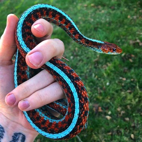 Snakes Photography, Snake Breeds, Red Garter, Snake Photos, Garter Snake, Colorful Snakes, Pretty Snakes, Reptile Room, Pygmy Goat