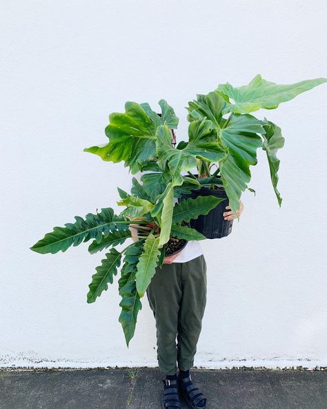 ARIUM BOTANICALS on Instagram: “Two of some of the best houseplants. Philodendron giganteum and Philodendron jungle boogie, both these species are super versatile and…” Philodendron Giganteum, Statement Plants, Best Houseplants, Jungle Boogie, Plant Wishlist, Potted Flowers, Plants Are Friends, Welcome To The Jungle, Indoor Gardening