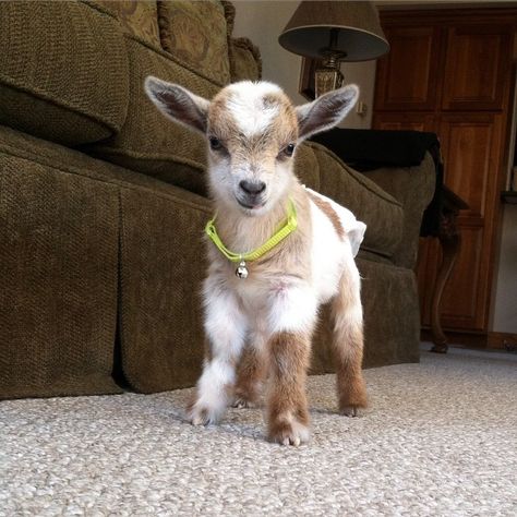 Fun Fact: Bottle fed kids are more friendly and social toward people! --------------------------------------- So we put diapers on him so he doesn't pee all over 😋 but we have decided to name him Peanut! Mini Goats, Pygmy Goat, Baby Goat, Cute Goats, Oita, Baby Goats, Baby Animals Funny, Cute Animal Pictures, Cute Creatures