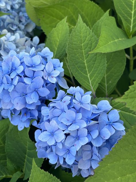 "Enhance your home or office decor with this stunning digital art print featuring a vibrant blue hydrangea in full bloom. This high-resolution Poster size(457.2mm x 609.6mm) digital file captures the delicate beauty and lush green leaves of the hydrangea, bringing a touch of nature's elegance to any space. Ideal for living rooms, bedrooms, or office walls, this print is perfect for nature enthusiasts and flower lovers alike. Simply download, print, and frame to enjoy this beautiful piece of art Poster Format, Hydrangea Blue, Blue Hydrangeas, Blue Plants, Flowery Wallpaper, Free Photographs, Hydrangea Flowers, Delicate Beauty, Hydrangea Flower