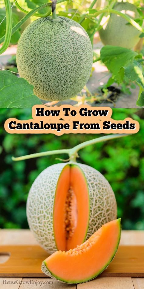 Growing Cantelope From Seed, Planting Cantaloupe Seeds, How To Grow Melons From Seeds, How To Grow Melons, How To Plant Cantaloupe, Cantaloupe Growing Tips, Fruit Seeds How To Grow, Fresh Cantaloupe Recipes, How To Grow Cantaloupe From Seeds