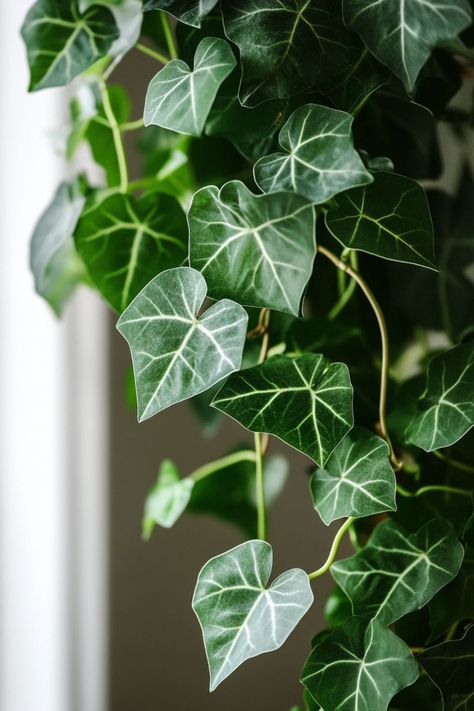 English Ivy (Hedera helix) is a timeless and elegant choice for any indoor or outdoor space! 🌿🏡 Known for its trailing vines and classic beauty, this plant is a delightful blend of charm and versatility. Easy to care for and perfect for adding a touch of lush greenery, English Ivy enhances any setting with its graceful appearance. Indulge in this enduring botanical favorite today! 🌱✨ #EnglishIvy #Houseplants #IndoorGarden #GreenLiving Ivy Houseplant, Ivy Plant Indoor, English Ivy Plant, Ivy Flower, Witchy Garden, Plant Vegetables, Botanical Inspiration, Holly Wedding, Hedera Helix