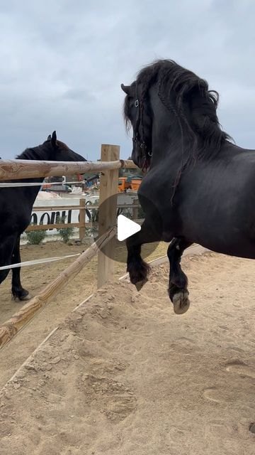 Friesian Horse Photography, Rare Horse Colors, Blue Roan Horse, Horse Spirit, Rare Horse Breeds, Largest Horse Breed, Quarter Horse Stallion, Friesian Stallion, Horse Breeding