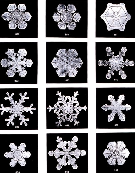 Snowflake Bentley, Seventeenth Birthday, Snowflake Images, Karl Blossfeldt, Snowflake Photos, Snow Photography, Snow Crystal, Snowflake Shape, Ice Crystals