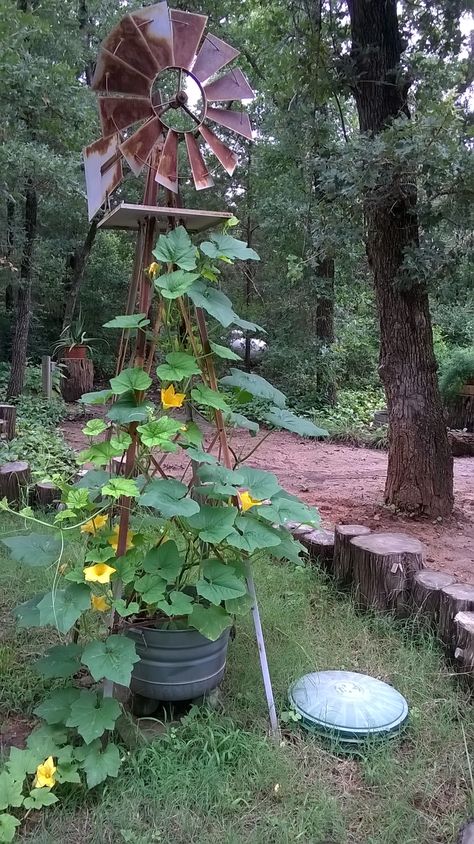 My yard windmill makes a great trellis for gourd vines. Yard Windmill Garden Art, Windmill Yard Landscaping, Windmill Decor Ideas, Wind Mills Yard Garden Windmill, Windmill In Garden, Yard Windmill Ideas, Windmill Yard Decor Outdoor, Windmill Garden Ideas, Windmills Garden