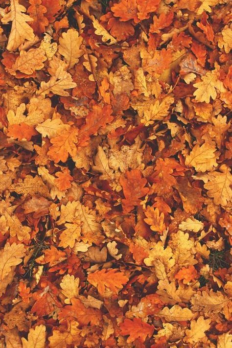 Fall leaves iphone 6 plus wallpaper background Leaves On The Ground, On The Ground, Autumn Leaves