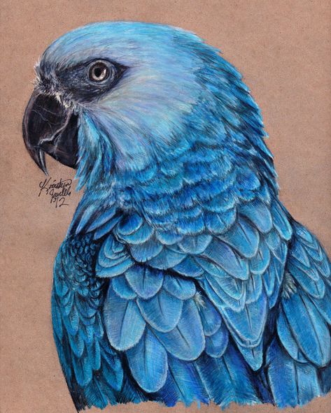 A portrait of Huntington, my blue-fronted amazon parrot. Used a couple references for pose, as well as my live model of course. I love him! He's two years old now, celebrated his second hatchday in... Hyacinth Macaw, Tattoo Bird, Color Pencil Sketch, Prismacolor Art, Parrots Art, Colored Pencil Drawings, Colored Pencil Artwork, Colored Pencil Art, Colour Pencil