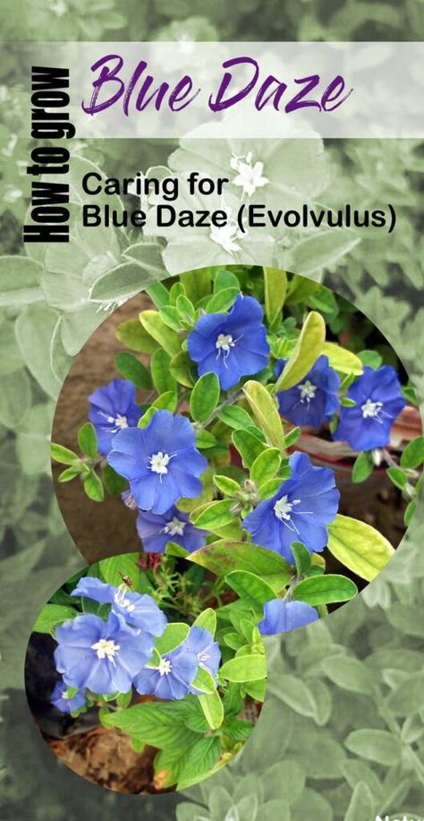 Tips on care for Blue Daze Plant (Evolvulus) Blue Daze Plant, Fall Care, Each Day, Plant Care, Make Sure, Beautiful Flowers, Sun, Plants, Flowers