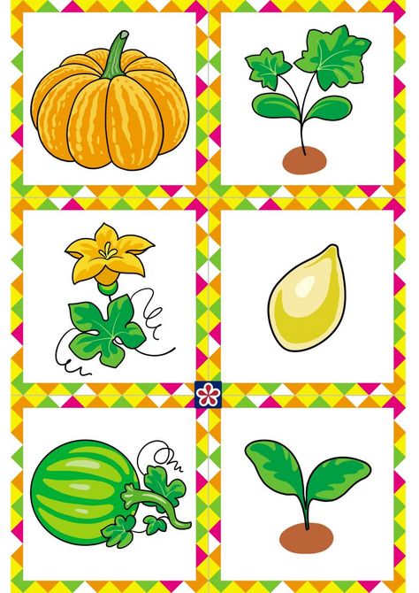 Pumpkin Life Cycle Craft Preschool, Life Cycle Free Printable, Pumpkin Life Cycle Preschool, Pumpkin Free Printables, Parts Of A Pumpkin Preschool, Pumpkin Life Cycle Preschool Craft, Pumpkin Parts, Parts Of A Pumpkin Free Printable, Pumpkin Growing