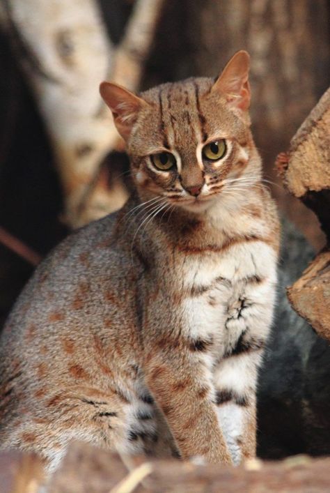 The rusty spotted cat is the world's smallest feline breed. Here, find out more about the animal and how conservationists are aiming to keep the cat from going extinct. #diypets #diyprojects #marthastewart #petbeds #petfurniture #pets Unique Wild Animals, Rusty Spotted Cat, Cat Habitat, Cat Therian, Spotted Cats, Closed Species, All Cat Breeds, Domestic Cat Breeds, Small Wild Cats