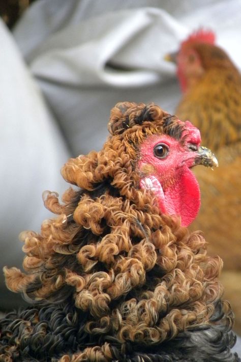 Curly chicken! <3 Fancy Chickens, Beautiful Chickens, Chickens And Roosters, Chicken Breeds, Pet Chickens, Chicken Farm, Raising Chickens, Pretty Birds, A Chicken