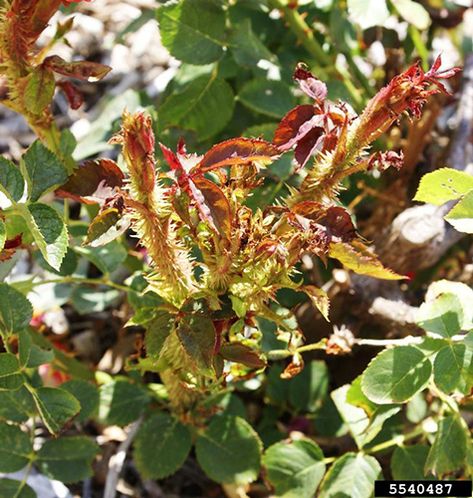 What is rose rosette disease? | Proven Winners Rosette Disease, Rose Diseases, Flowers Feed, Knockout Roses, Flower Cottage, Pest Management, Proven Winners, Garden Maintenance, Rose Bush