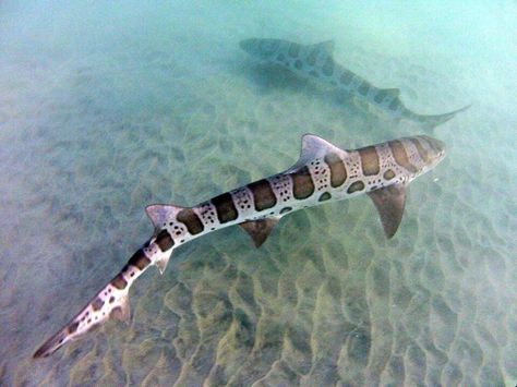 Can CHECK this off my bucket list  Snorkelled and touched Leopard sharks Leopard Shark Photography, Lamb Fursuit, Cardboard Shark, Silly Sharks, Zebra Shark, Leopard Shark, Types Of Sharks, Scuba Diver Girls, Cool Sharks