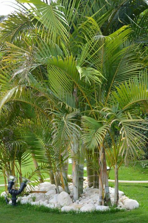 Types Of Pine Trees, Campsite Decorating, Palm Trees Landscaping, Large Indoor Plants, Backyard Plants, Beautiful Nature Wallpaper Hd, Garden Architecture, Garden Yard Ideas, Diy Garden Projects