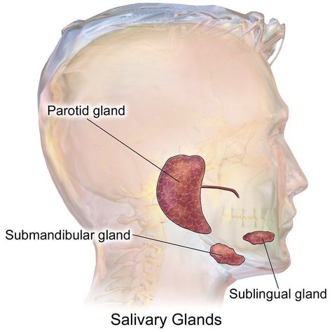 @dailymedicalcase shared a photo on Instagram: “The salivary glands are exocrine glands that produce saliva through a system of ducts. Humans have three paired major salivary glands…” • Jun 30, 2022 at 2:53pm UTC Exocrine Gland, Parotid Gland, Oral Pathology, Human Digestive System, Salivary Gland, Facial Nerve, Parasympathetic Nervous System, What Is The Difference Between, Anatomy And Physiology