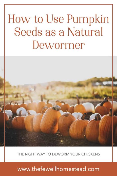 Drying Pumpkin Seeds, Cat Dewormer, Chicken Pumpkin, Pumpkin Garden, Raw Pumpkin Seeds, Homestead Farm, Raising Backyard Chickens, Did You Eat, Homemade Pumpkin