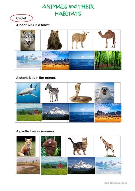 Christmas Multiplication Worksheets, Classifying Animals, Animals And Their Habitats, Tracing Worksheets Free, Animal Classification, Continents And Oceans, Animal Adaptations, Animal Worksheets, Alphabet Tracing Worksheets