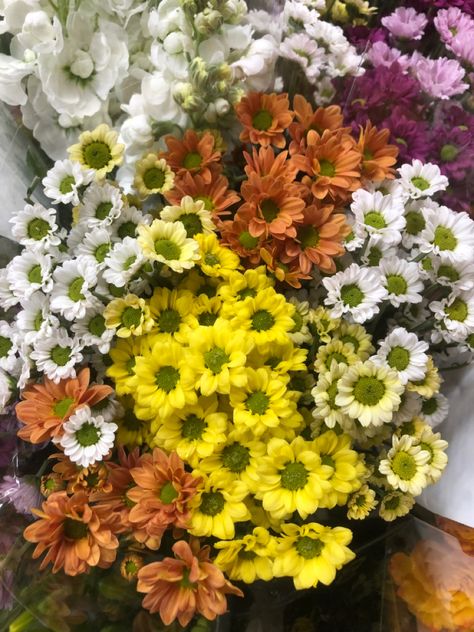 Colorful daisies, yelow daisies, daisy, daisies Daisies Colorful, Transvaal Daisy, Colorful Daisies, Flowers Nature, Daisy Flower, Flowers Bouquet, All The Colors, Bouquets, Different Colors