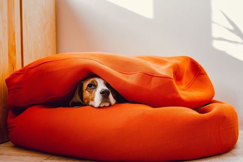 Our Favorite Cave Dog Beds for Cozy, Worry-Free Snoozing Unique Dog Beds, Cave Dog Bed, Dog Cave, Dog Bed Modern, Round Dog Bed, Bed Interior, Covered Dog Bed, Memory Foam Dog Bed, Cheap Dogs