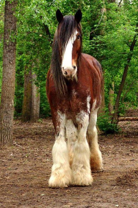 Horse Clidsdale, Clidsdail Horse, Perchons Horse, Clidestail Horse, Clidesdail Horse, Clysdale Horse, Bay Clydesdale, Clydesdale Foal, Horse Clydesdale