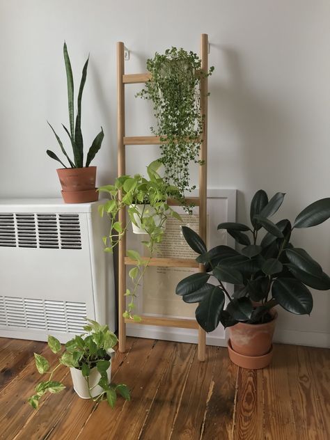 Plant ladder from IKEA (Satsumas) with rubber plant (ficus elastica), string of pearls, golden pothos and snake plant Indoor Plant Ladder, Pothos Styling, Pot Hanging Ideas, Ladder With Plants, Ikea Satsumas, Plants 101, Plant Decor Living Room, Plant Ladder, Room Plants