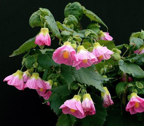 Bloom photo of Flowering Maple (Abutilon 'Talini's Pink') uploaded to Garden.org by Calif_Sue Abutilon Flower, Arid Garden, Painted Textiles, Flowering Maple, Loamy Soil, Bushes And Shrubs, Backyard Plants, Hummingbird Garden, Night Garden