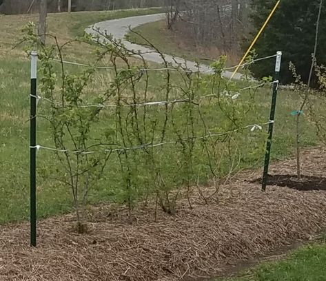 Black Raspberry Trellis - General Fruit Growing - Growing Fruit Black Raspberry Trellis Ideas, Black Raspberry Trellis, Raspberry Trellis Ideas, Rasberry Bushes, Berry Trellis, Make A Trellis, Blackberry Trellis, Raspberry Trellis, Black Raspberries