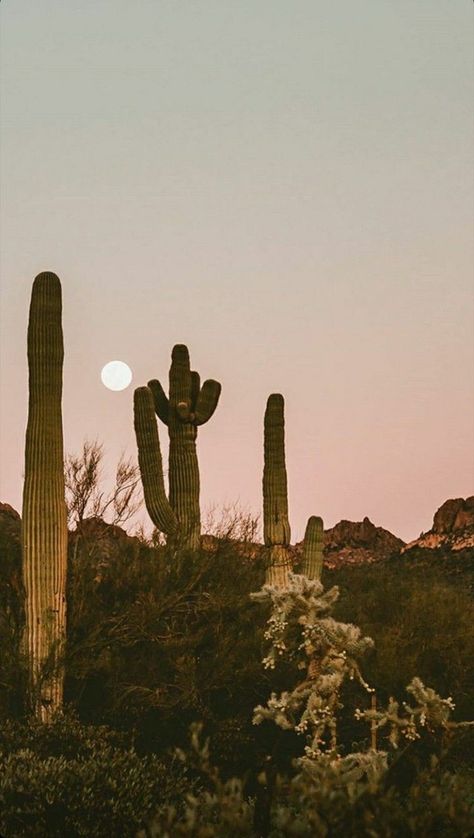 Western Aesthetic Wallpaper, Arizona Aesthetic, Boho Background, Desert Aesthetic, Western Wallpaper Iphone, Desert Vibes, Western Aesthetic, Sunset Photos, Background Pictures