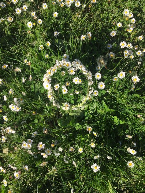 Daisy chain tattoo