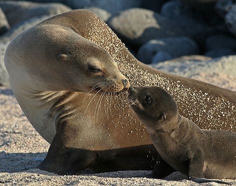 California Sea Lions! Love watching these guys surf in the waves. They look like they're having entirely too much fun! Galapagos Sea Lion, Sea Mammal, Baby Seal, Animals Funny, Marine Mammals, Sea Lion, Animal Planet, The Animals, Sea Animals