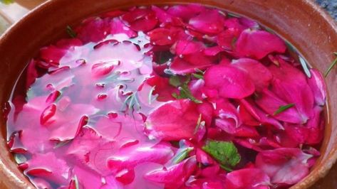 Rose Water For Cooking, Rose Water And Glycerin Toner Diy, Rose Water And Glycerin, Fresh Rose Deep Hydration Oil Infused, Homemade Rose Water, Tomato Salsa, Ethnic Recipes, Beauty