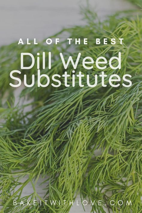 Best dill substitute for either fresh dill weed or dried dill illustrated with fresh dill behind vignette overlay with text title. Freezing Fresh Dill, Substitute For Dill, Can You Freeze Dill, Ways To Use Fresh Dill, How To Dry Dill, Cooking Substitutions, Cold Dishes, Drying Dill, What To Use